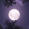 gaze the moon